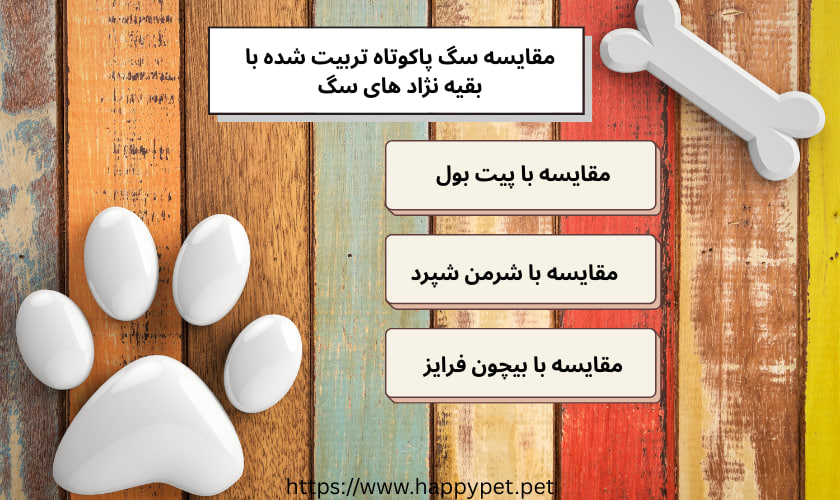 مقایسه سگ پاکوتاه تربیت شده با بقیه نژاد های سگ