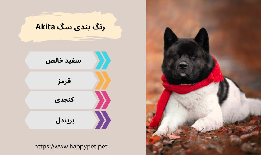 رنگ بندی سگ Akita