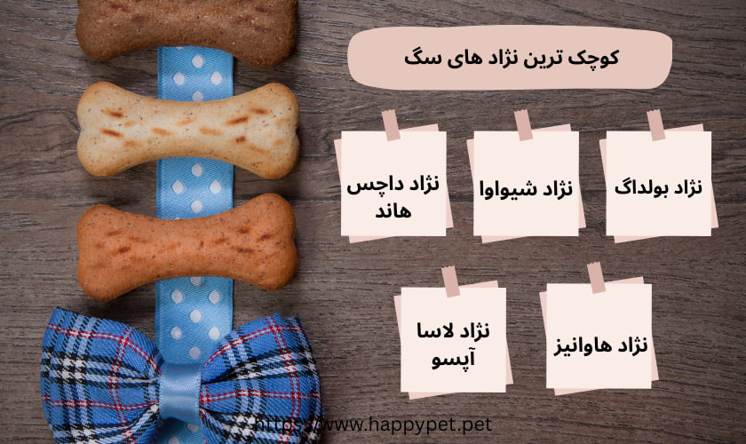5 مورد از کوچک ترین نژاد های سگ