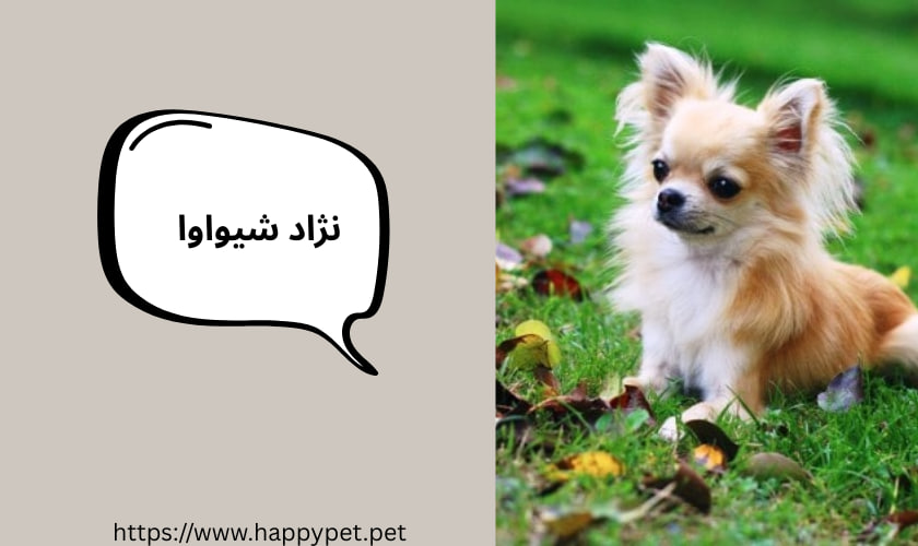 نژاد شیواوا