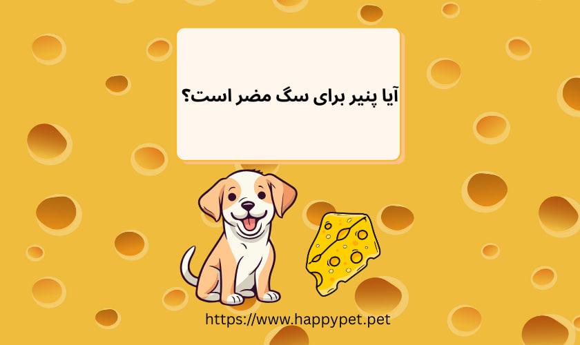 آیا پنیر برای سگ مضر است 