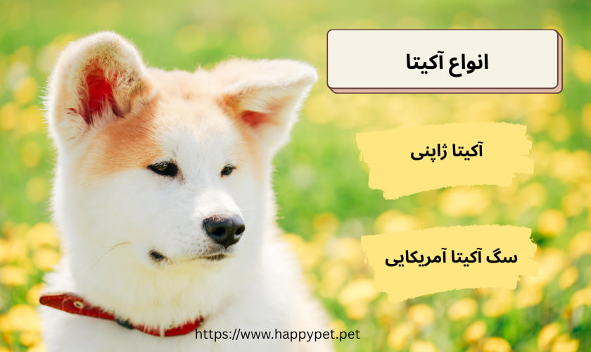 انواع آکیتا