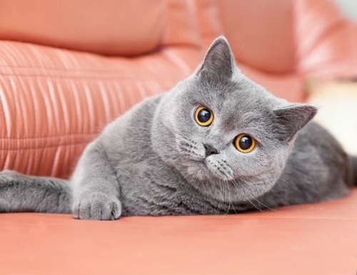 بیماری گربه های خانگی به انسان منتقل می شود؟