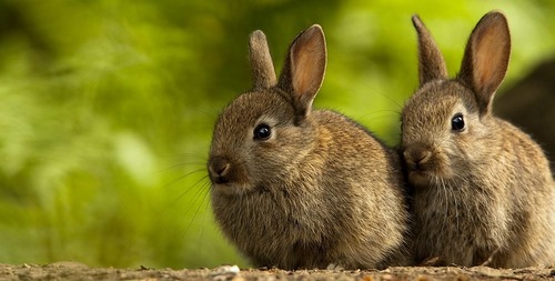 علت بوی بد ادرار خرگوش