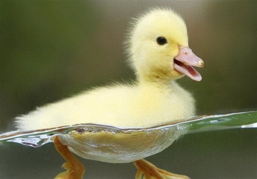 5 مورد از محبوب ترین و سر شناس ترین نژاد های اردک در جهان