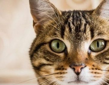 غذای ارزان برای گربه