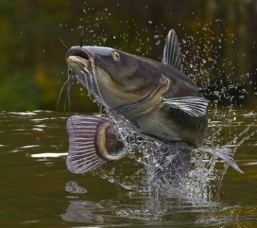 Catfish