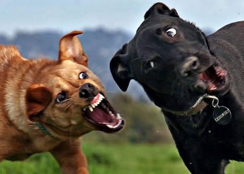 5 نژاد برتر سگ دعوا ها