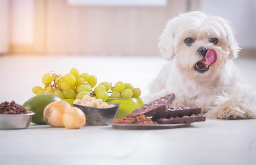 غذا نخوردن سگ به چه خاطر است؟