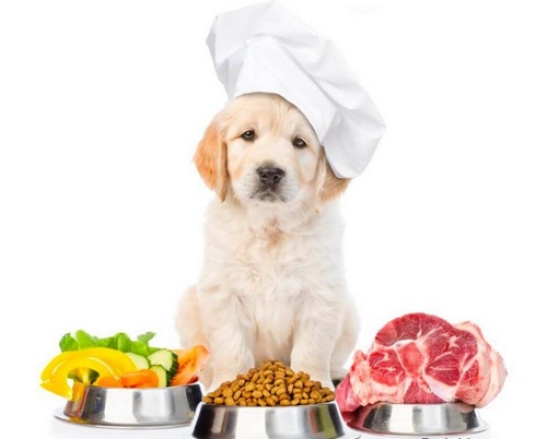 آموزش درست کردن غذای خانگی سگ 
