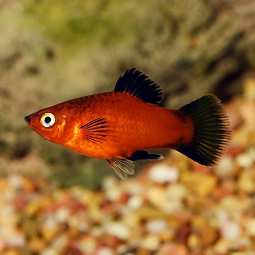 Platy fish