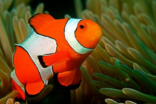 بیماری های رایج در بین زیباترین ماهی های جهان 