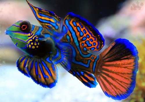 زیباترین ماهی های جهان چیست؟
