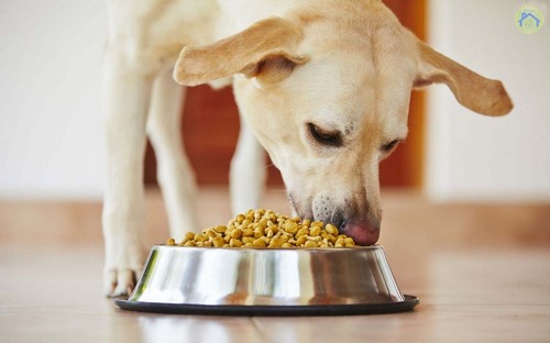 آیا مرغ خوشمزه ترین غذا برای سگ است؟  