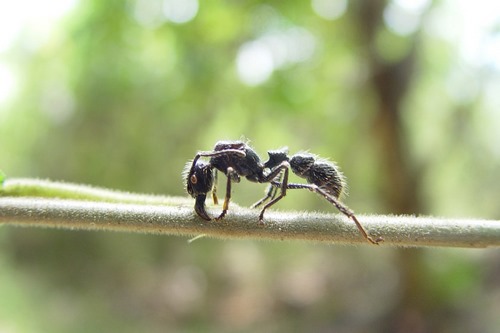 چرا مورچه ها قویترین حیوانات روی خشکی هستند؟ 
