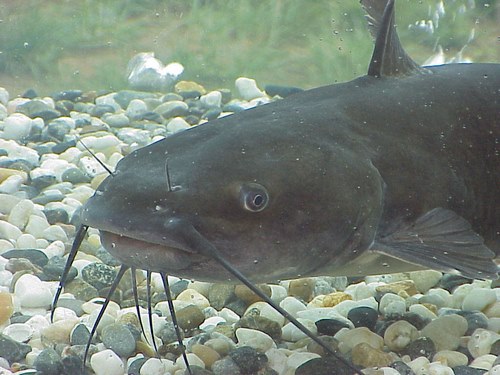 زشت ترین ماهی اکواریوم 