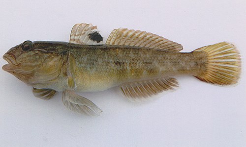 قلمبه ماهی زشت ترین جانور جهان است؟ 