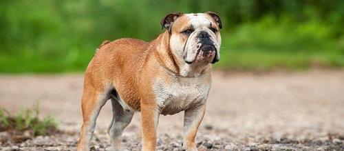 مقایسه سگ بولداگ با پیت بول از نظر رشد بدنی و سن بلوغ