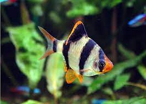 عمر ماهی barb fish چقدر است؟ 