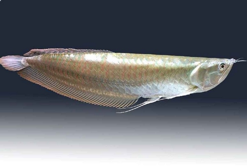 قدیمی ترین ماهی جهان چیست؟ 