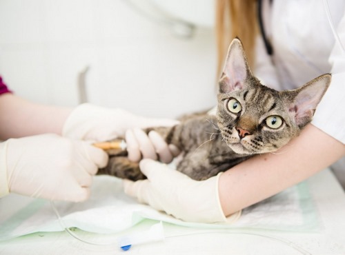 مراقبت بعد از واکسن گربه