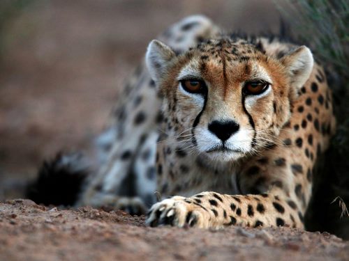 حیوانات در معرض انقراض ایران