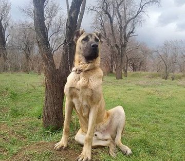 مقایسه سگ سرابی با پژدر