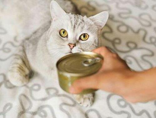 درمان گربه بد غذا در ایران