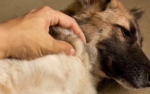 آنتی بیوتیک برای زخم سگ
