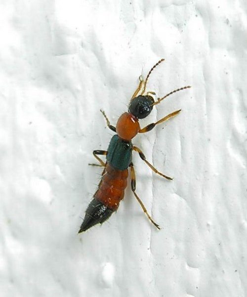 حشره دراکولا