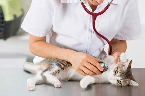  بیماری feLv در بین گربه ها مسری است؟