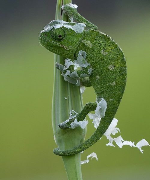 آفتاب پرست خانگی