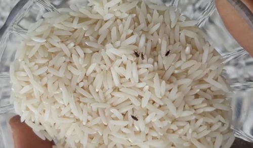 حشره برنج