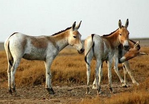 گورخر ایرانی