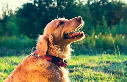 درمان عفونت تنفسی سگ