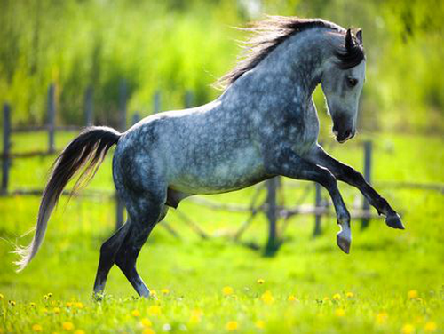 اسب اسپانیایی در ایران 
