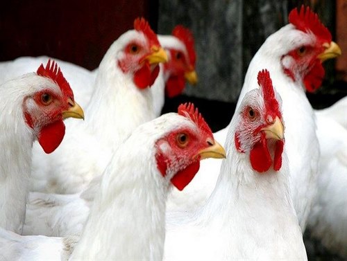 پرورش مرغ تخمی محلی چگونه ممکن می شود؟