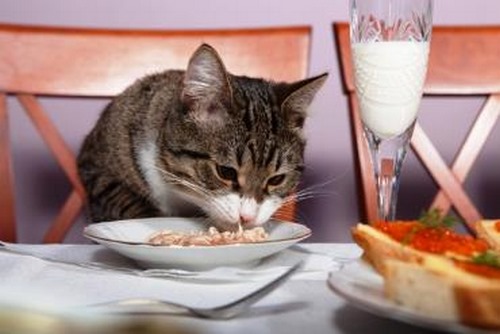 تغییر غذای گربه چه تبعاتی دارد؟