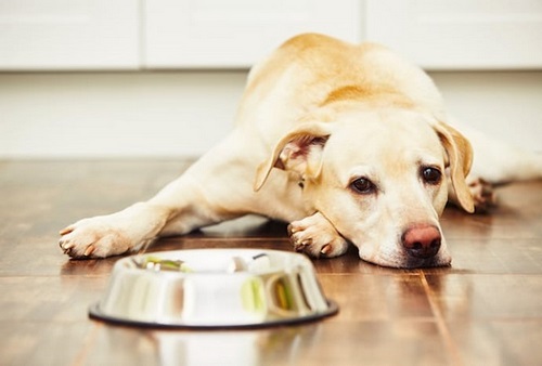 تغییر غذای سگ چه تبعاتی دارد؟