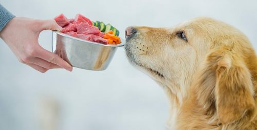 چه زمانی نباید غذای سگ خود را عوض کنیم؟