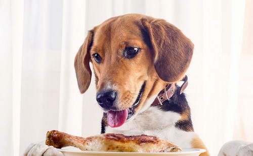 غذاهای سگ برای افزایش وزن