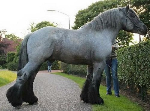 قد بلندترین اسب شایر 