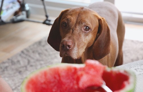 غذاهای مخصوص سگهای سرطانی