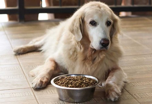 بهترین غذای سگ برای سگهایی با معده حساس