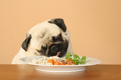 غذای خانگی برای سگهایی با معده حساس