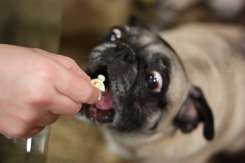 بهترین غذاها برای سگهایی با معده حساس