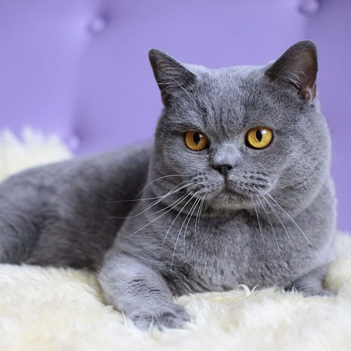 نژادهای گربه خاکستری کرکی