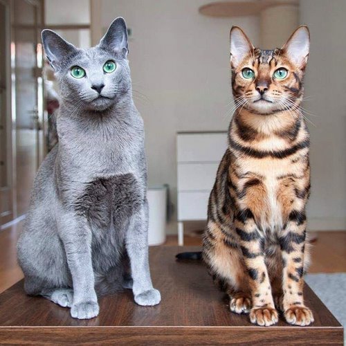 نژادهای گربه خاکستری آبی