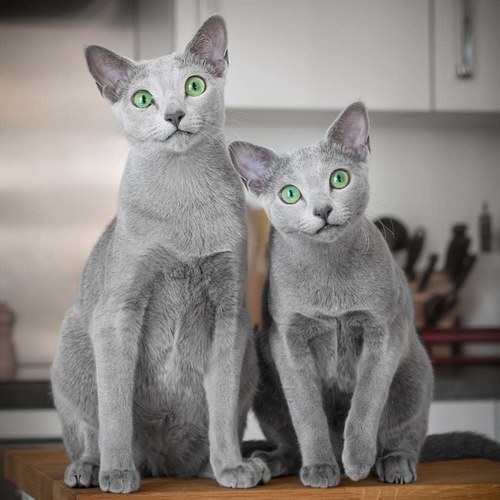 نژادهای گربه خاکستری با چشم های سبز