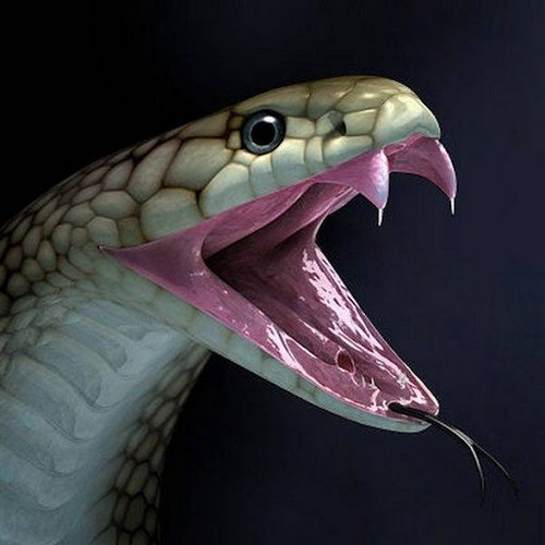 Venomous snakes
